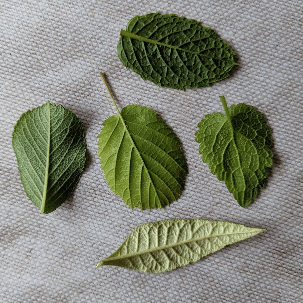 Choose the Right Leaf
